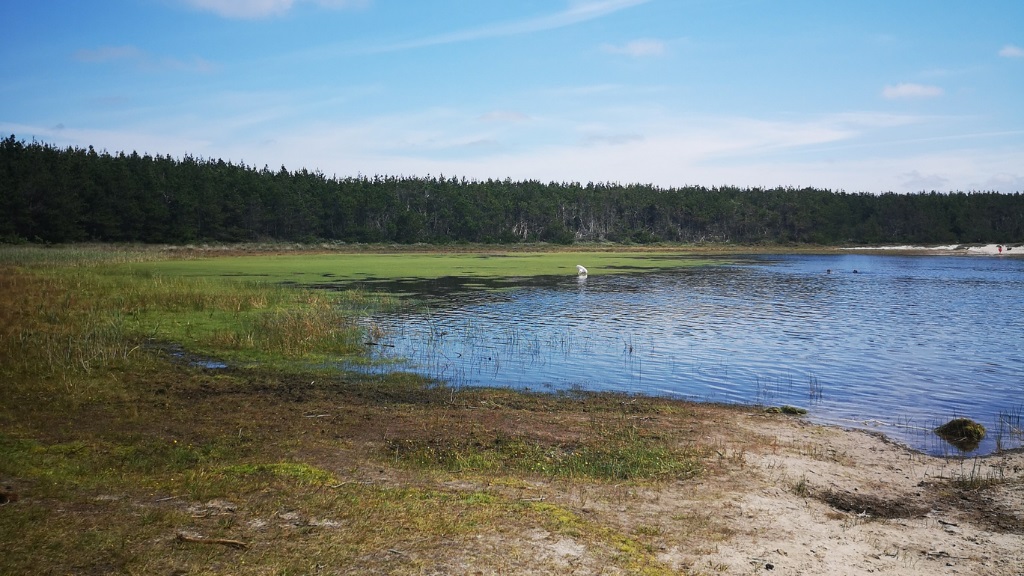 Trail - The Husby Klitplantage Route