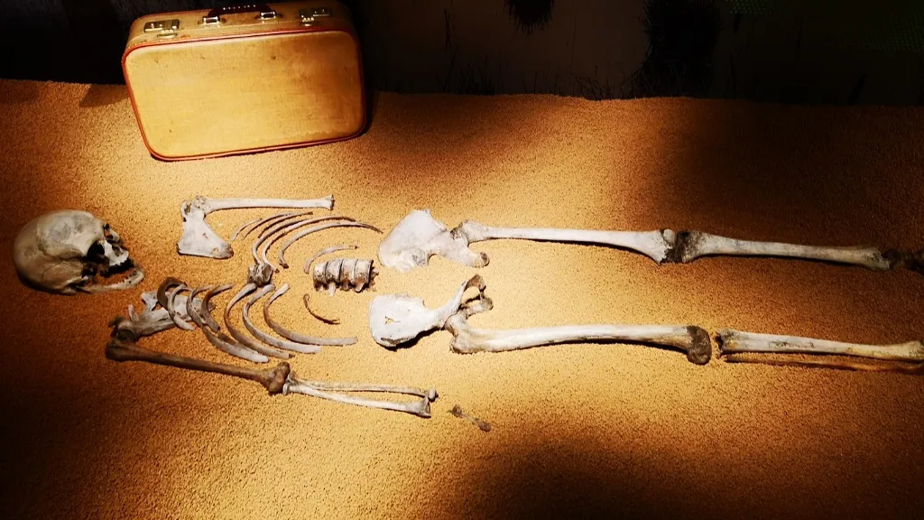 Holstebro Museum - skelet BCS