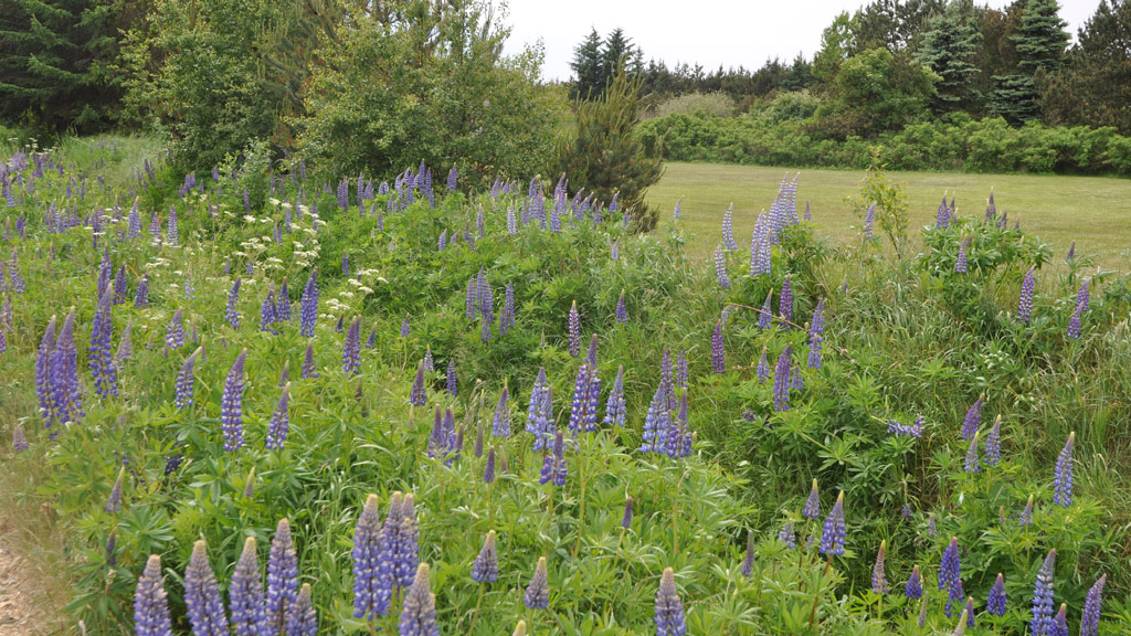Ulfborg-Vemb Turistforening