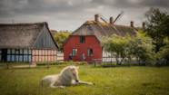 Mit Der Pferdekutsche Vom Freilichtmuseum Hjerl Hede In Die Heide