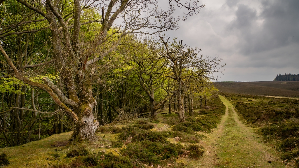 Frilandsmuseet Hjerl Hede