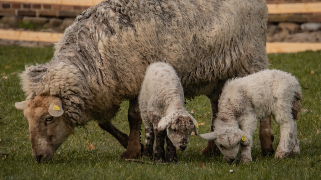 Frilandsmuseet Hjerl Hede