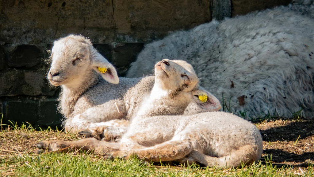 Frilandsmuseet Hjerl Hede
