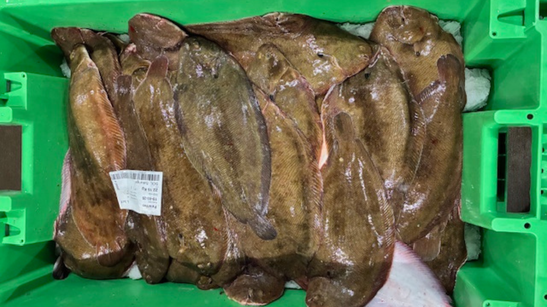 Thorsminde Havn Fisk & Røgeri