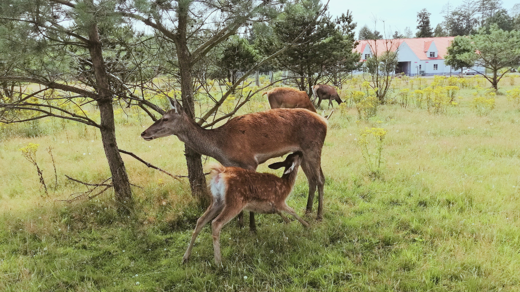 Hjorte ved Blomsterstien i Holstebro