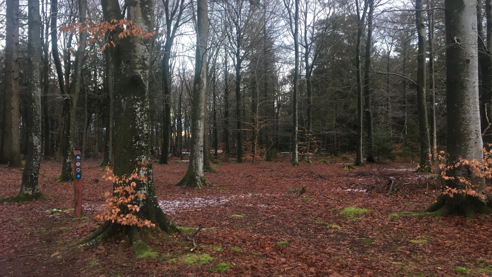 Ryde plantage