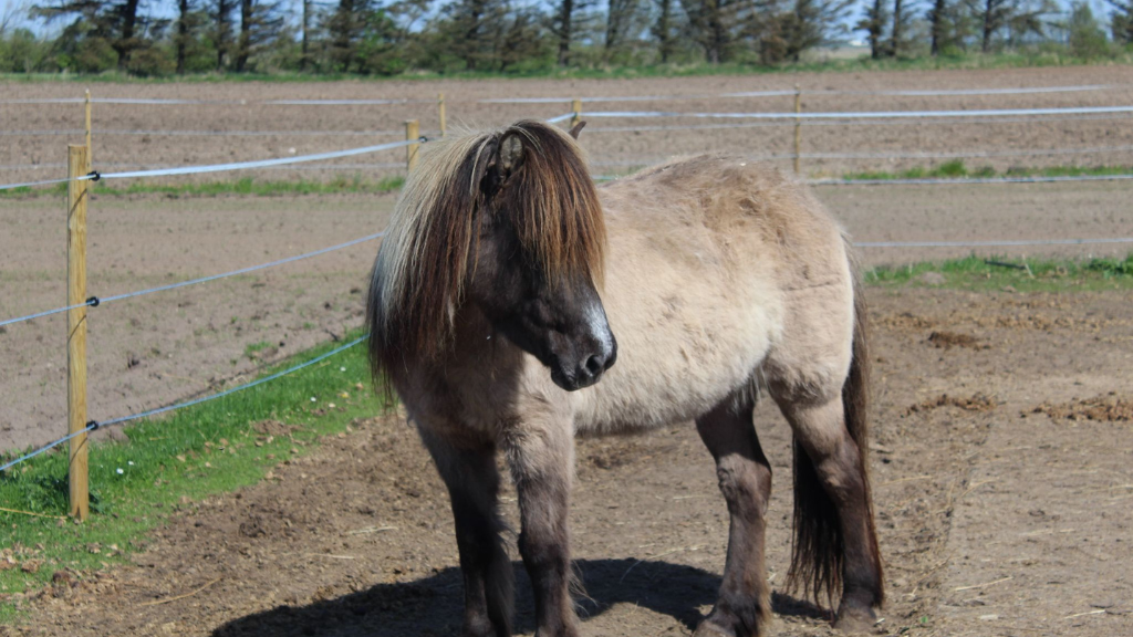 Hest