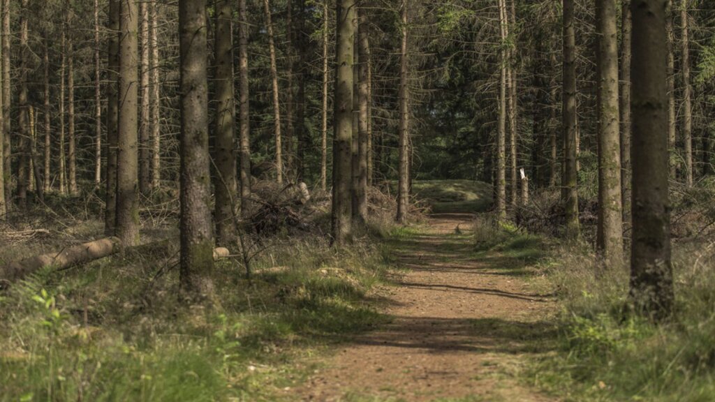 MTB Spor Stråsø Plantage