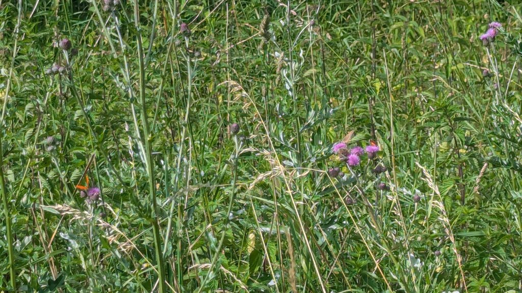 Blomster- og urtesti