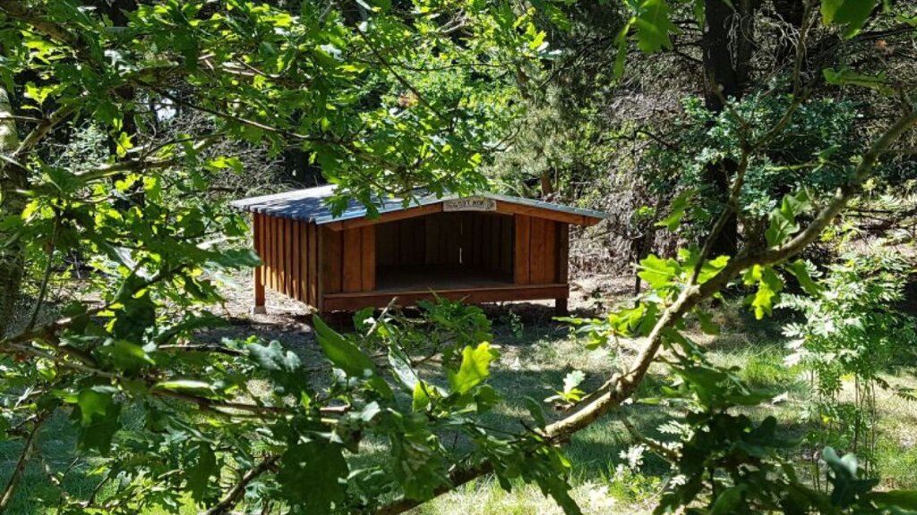 Shelter i Skoven