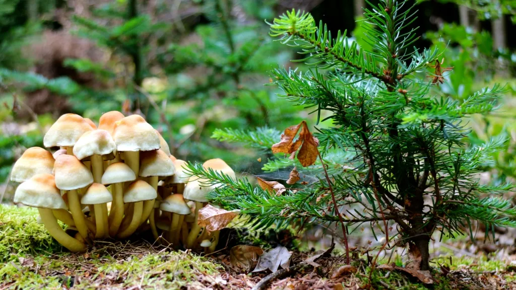 Efterår - Skovmotiv med svampe