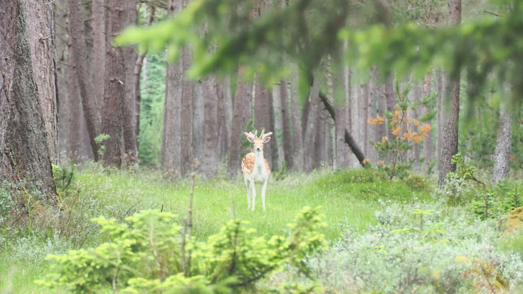 Rødhus Klit Camping