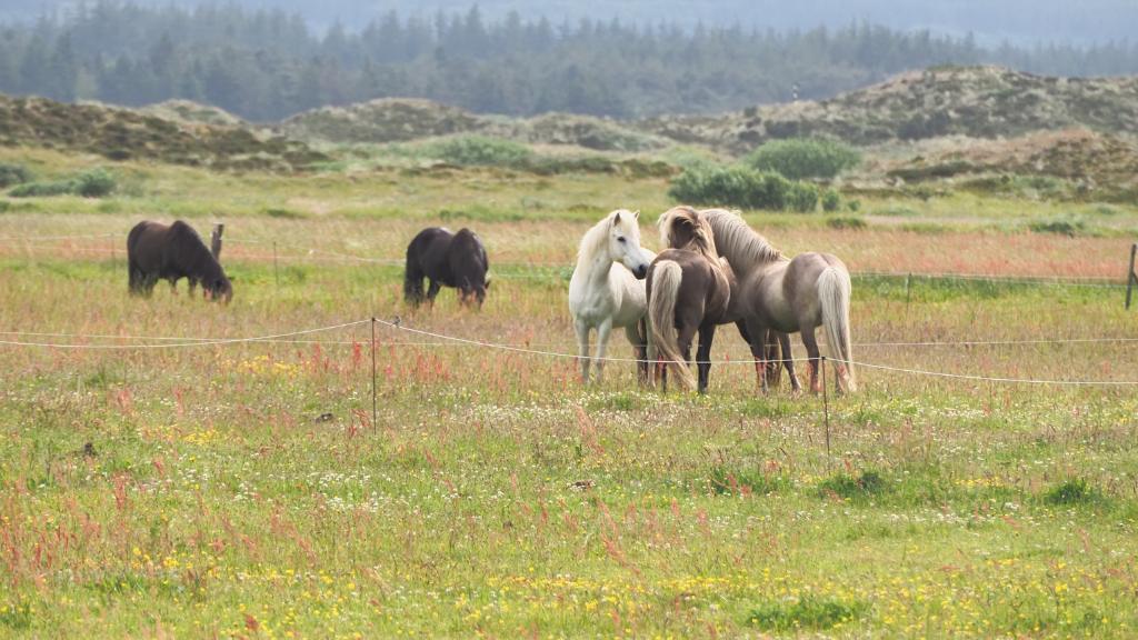 Rødhus Klit Camping