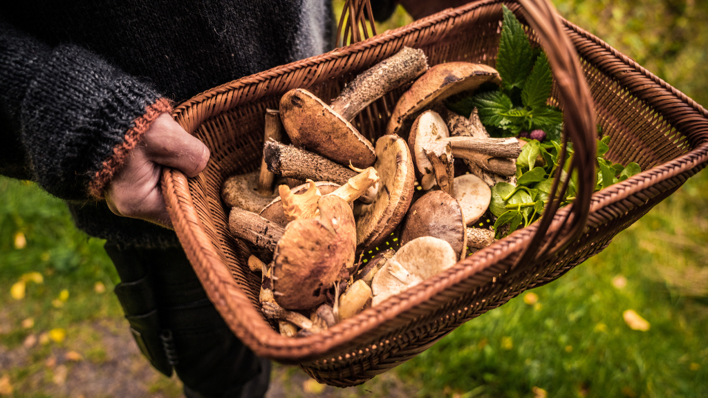 Svampetur i Slettestrand