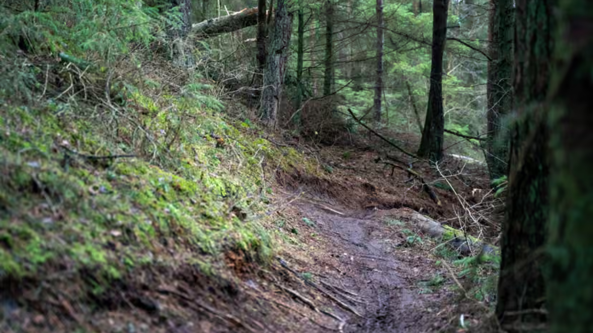 Trail4