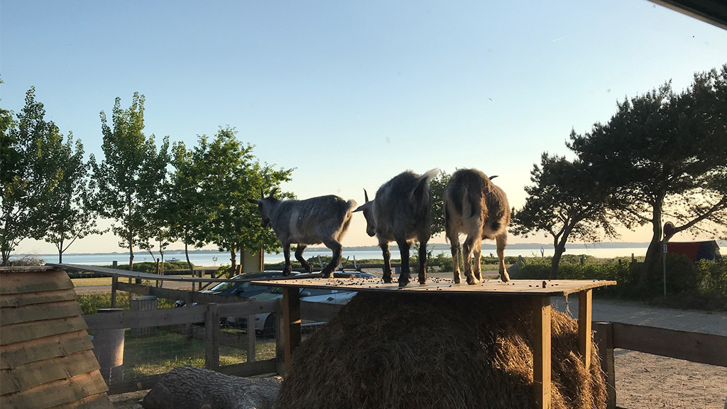 Rosenvold Strand Camping
