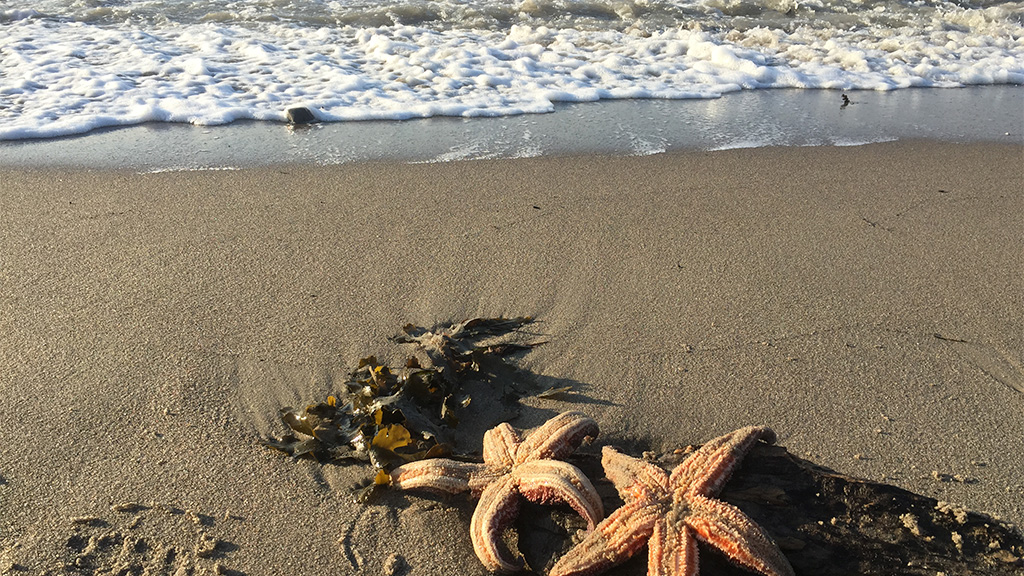Rosenvold Strand Camping