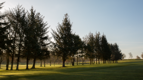 Træer på golfbanen hos Juelsminde Golfklub