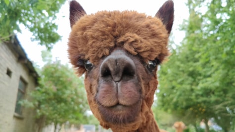 AlpacaPark - En fantastisk oplevelse i hjertet af Sjælland