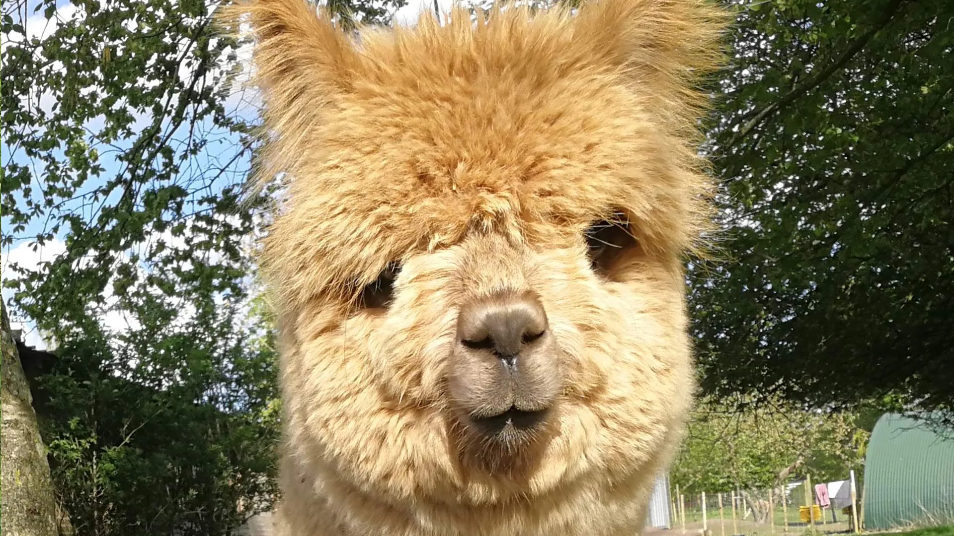 AlpacaPark - En fantastisk oplevelse i hjertet af Sjælland
