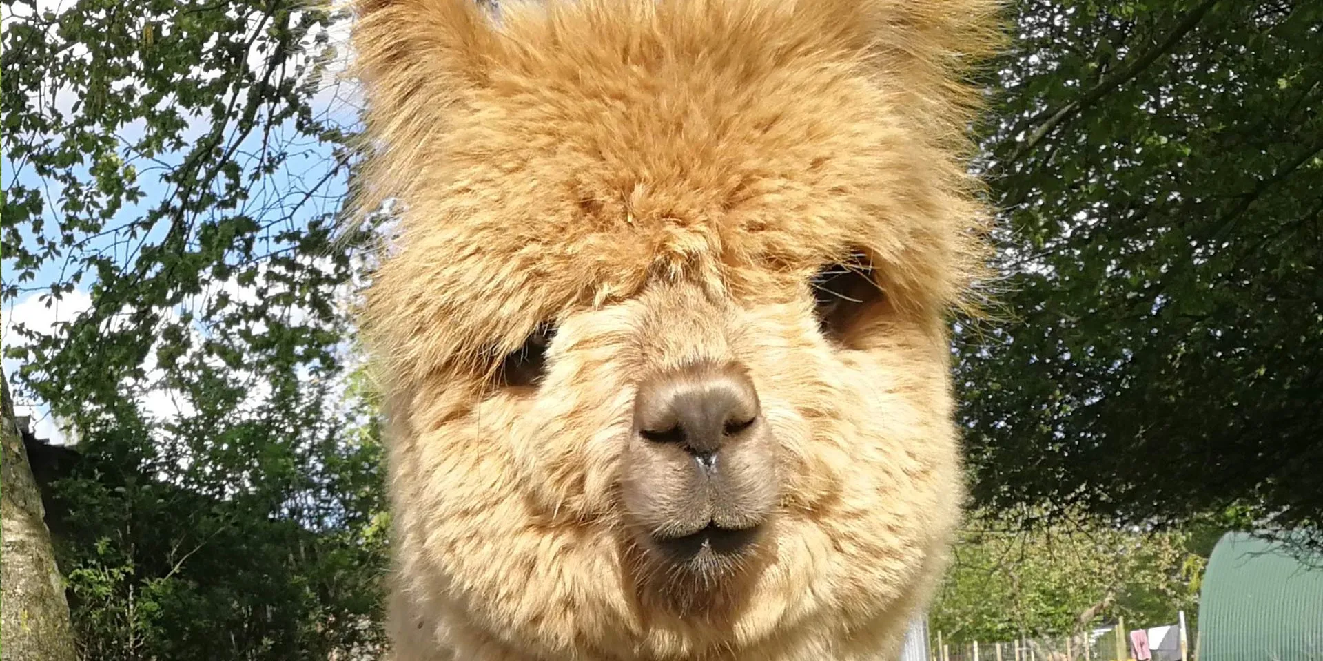 AlpacaPark - En fantastisk oplevelse i hjertet af Sjælland