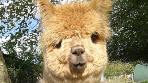 AlpacaPark - En fantastisk oplevelse i hjertet af Sjælland