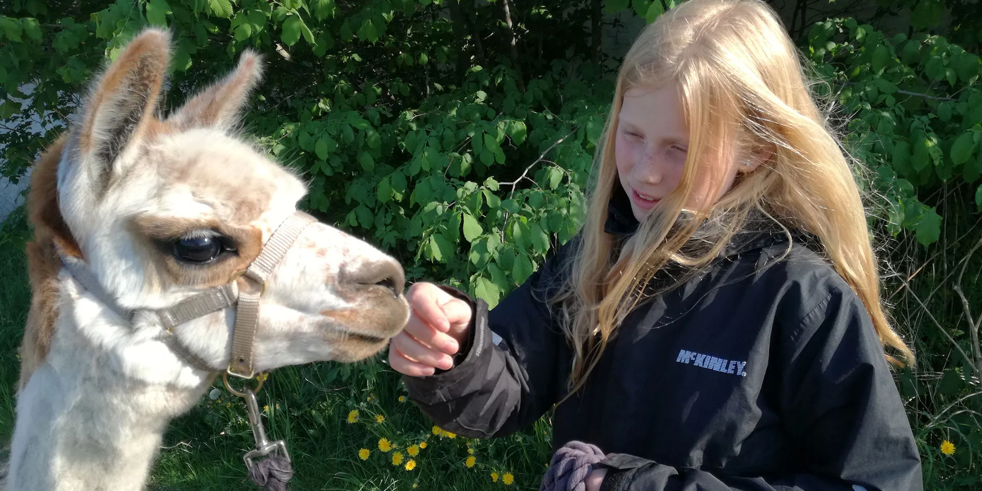 AlpacaPark - En fantastisk oplevelse i hjertet af Sjælland