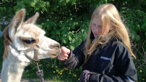 AlpacaPark - En fantastisk oplevelse i hjertet af Sjælland