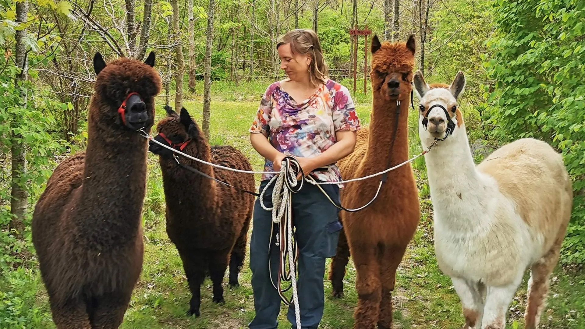 AlpacaPark - En fantastisk oplevelse i hjertet af Sjælland