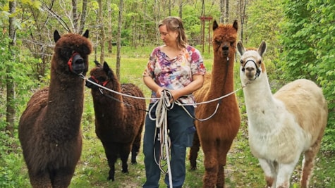 AlpacaPark - En fantastisk oplevelse i hjertet af Sjælland