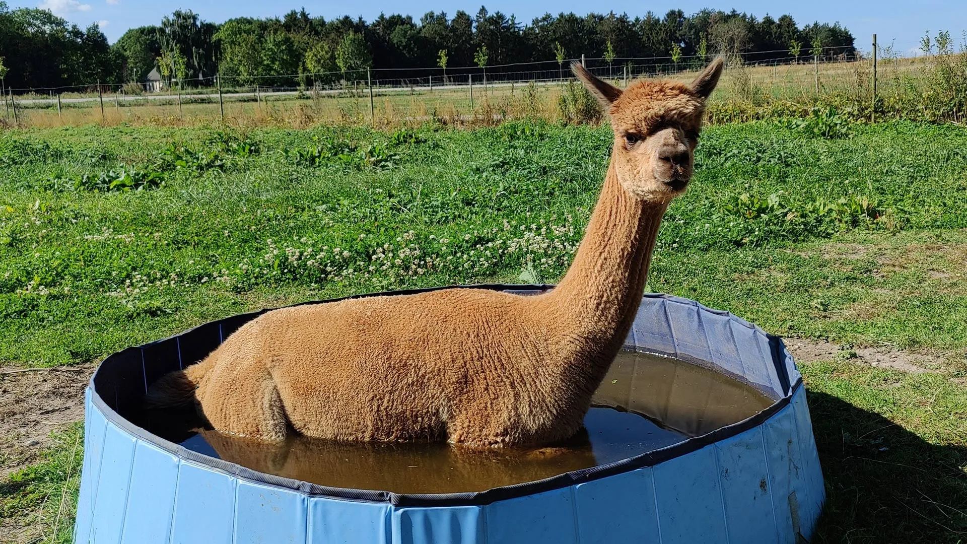 AlpacaPark - En fantastisk oplevelse i hjertet af Sjælland