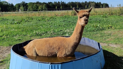 AlpacaPark - En fantastisk oplevelse i hjertet af Sjælland