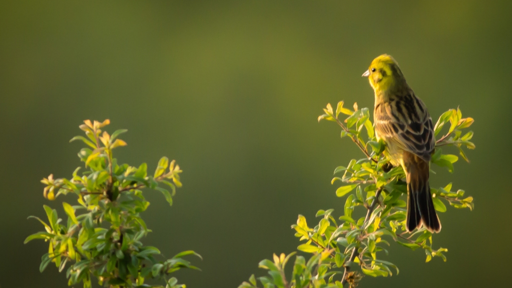 Fugleliv ved Skarresø