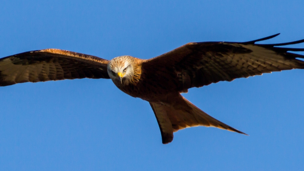Havørn ved Skarresø