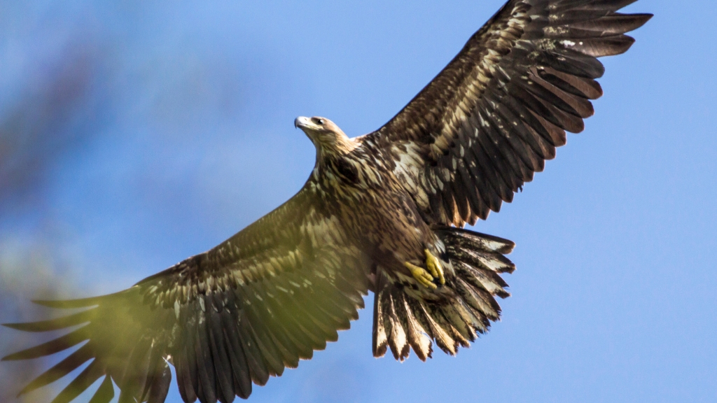 Fugl flyver over Skarresø