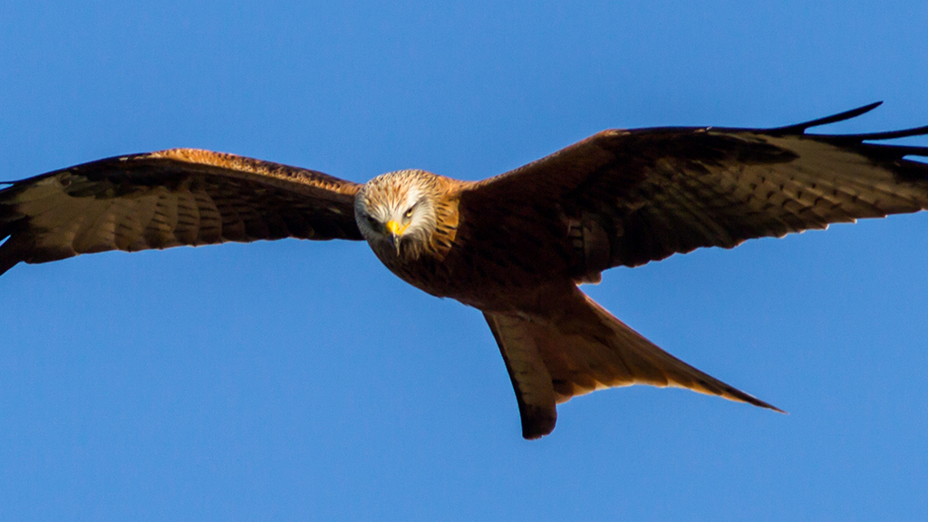 The cycling and hiking trip Jyderupstien