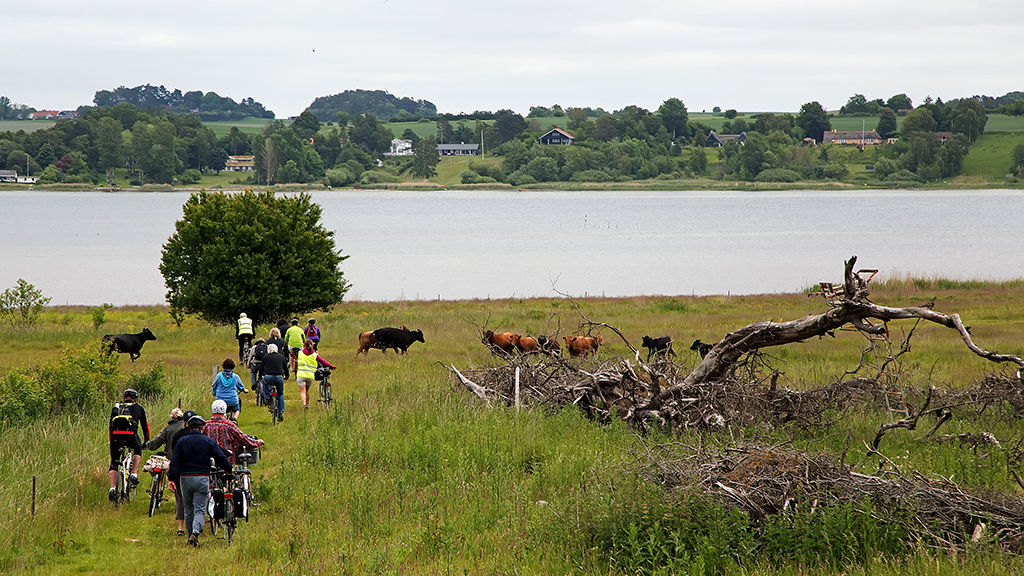 Cykelferie på Orø, en del af Fjordstien
