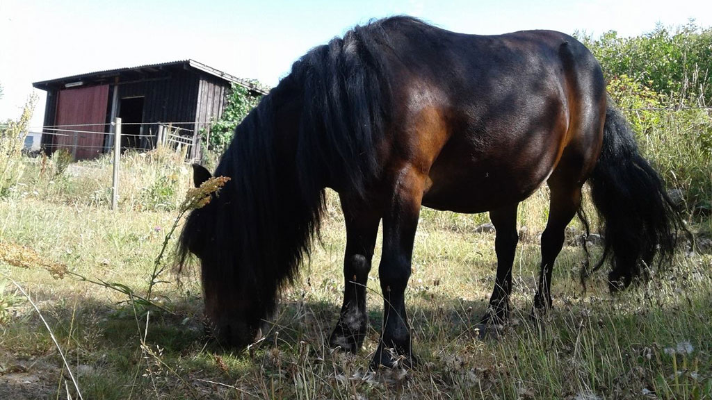 Hest i Åmosenaturcamp