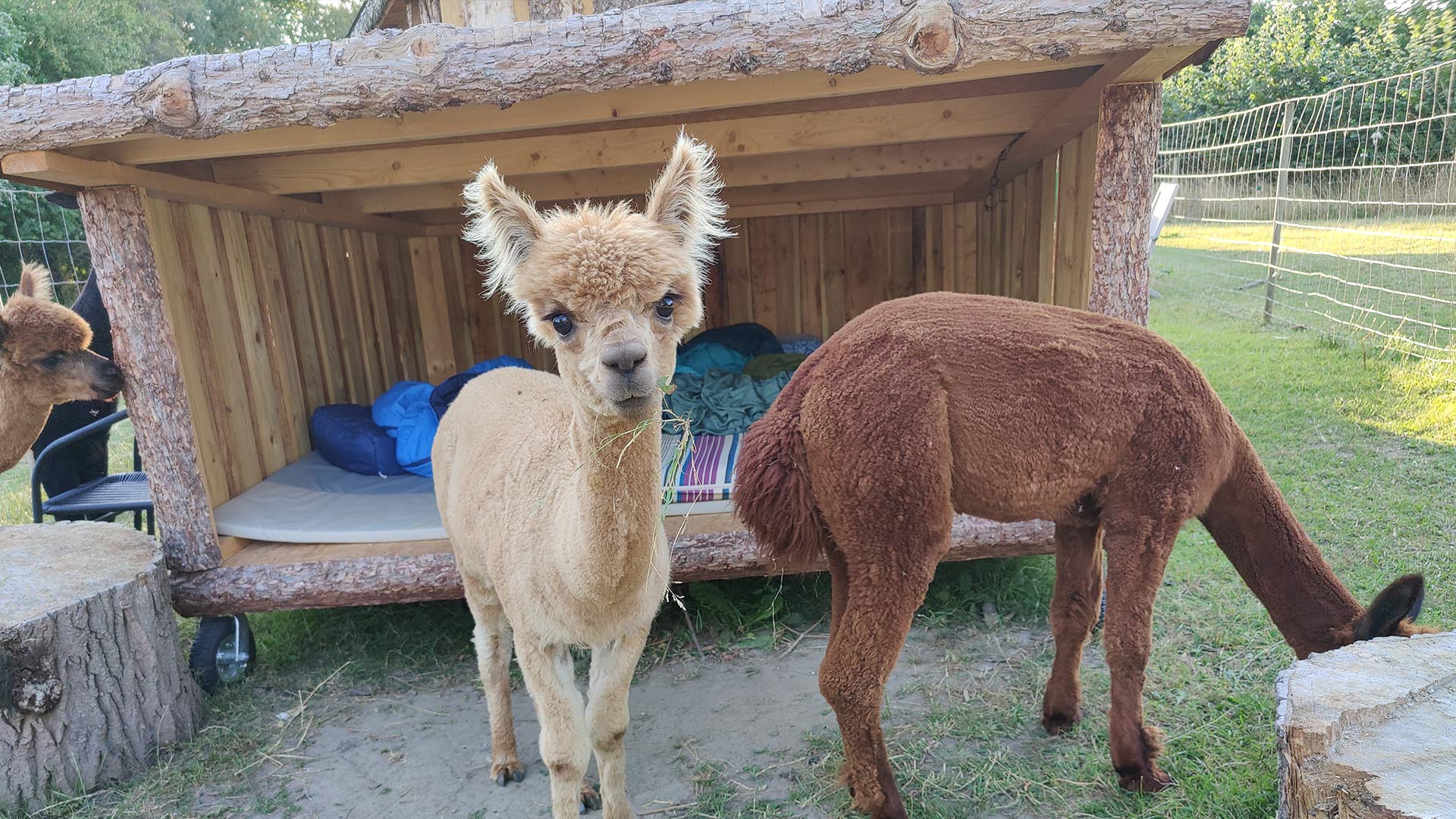 Alpacapark – flere alpacaer på en grøn mark omgivet af træer