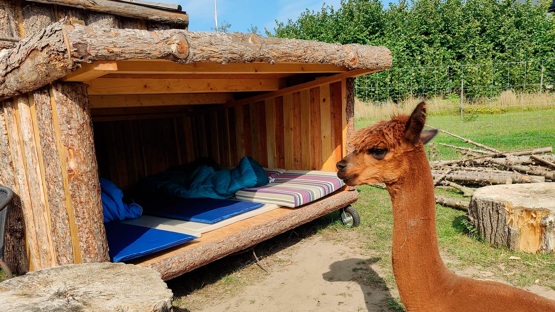 Alpacapark – flere alpacaer på en grøn mark omgivet af træer