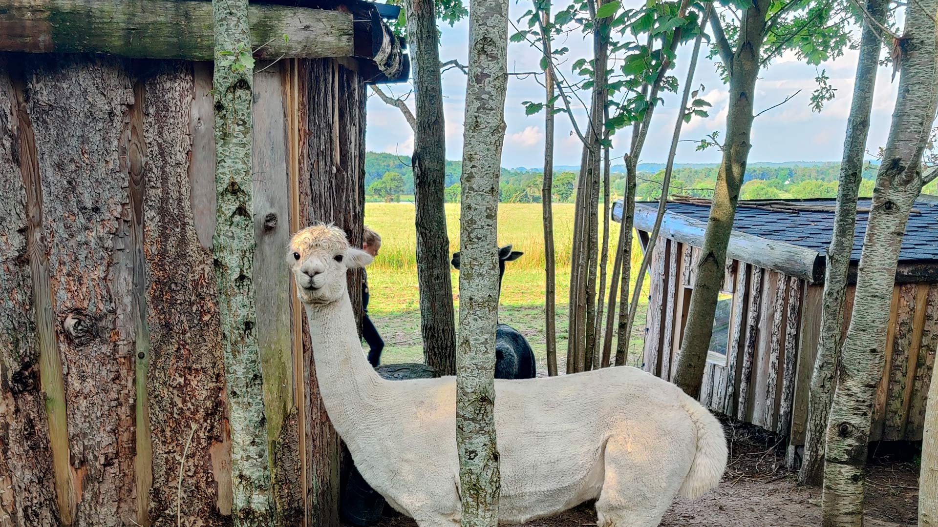 Alpacapark – flere alpacaer på en grøn mark omgivet af træer