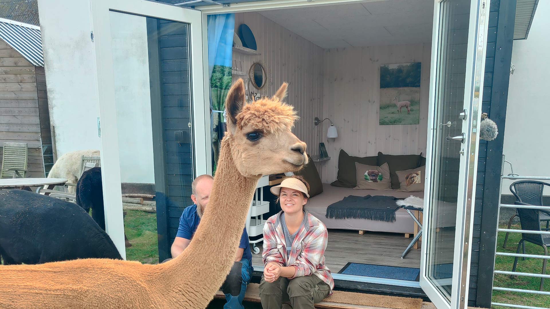Overnat i et tinyhouse omgivet af dine egne alpacaer, som du kan hænge ud med.