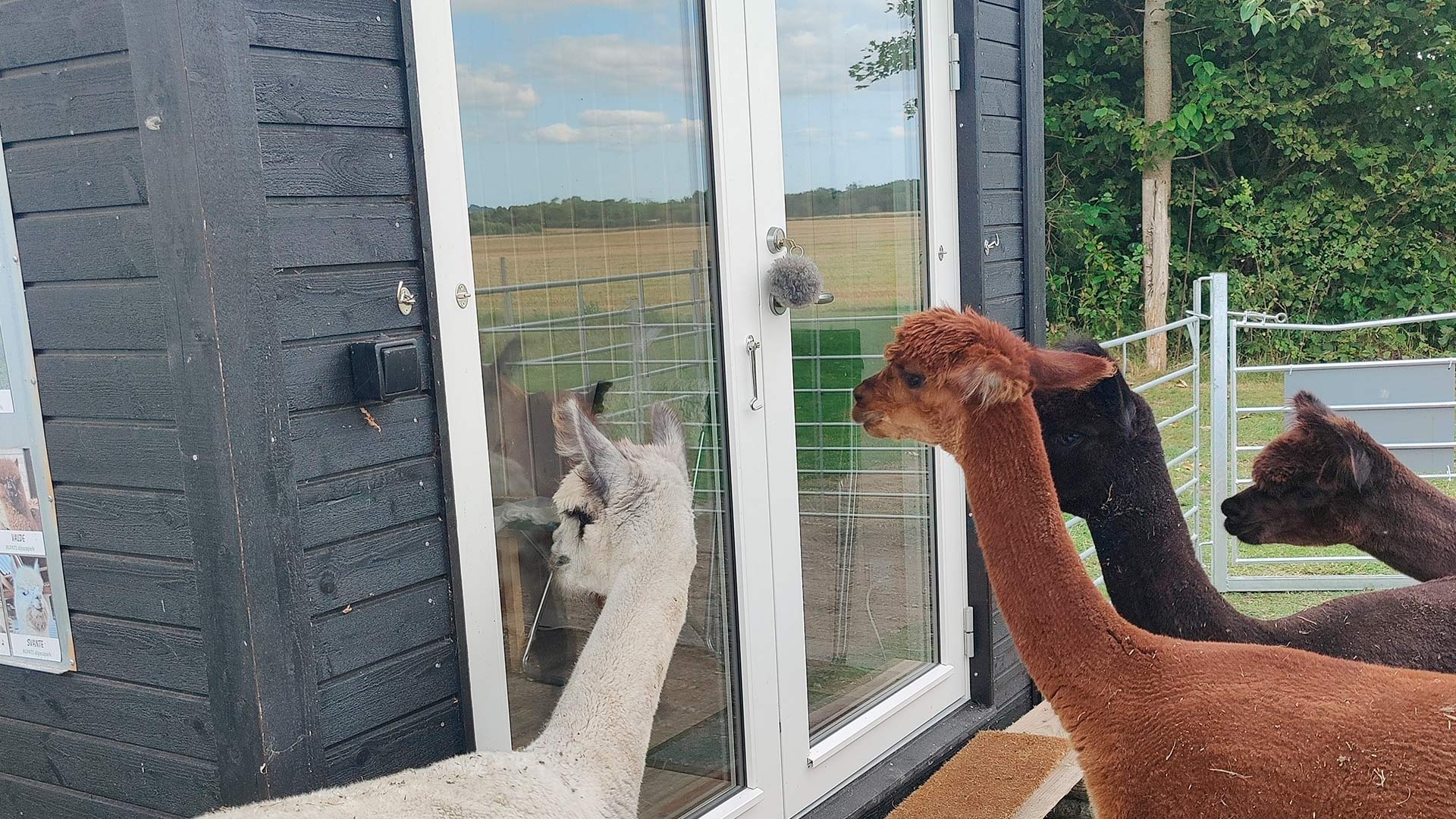 Overnat i et tinyhouse omgivet af dine egne alpacaer, som du kan hænge ud med.