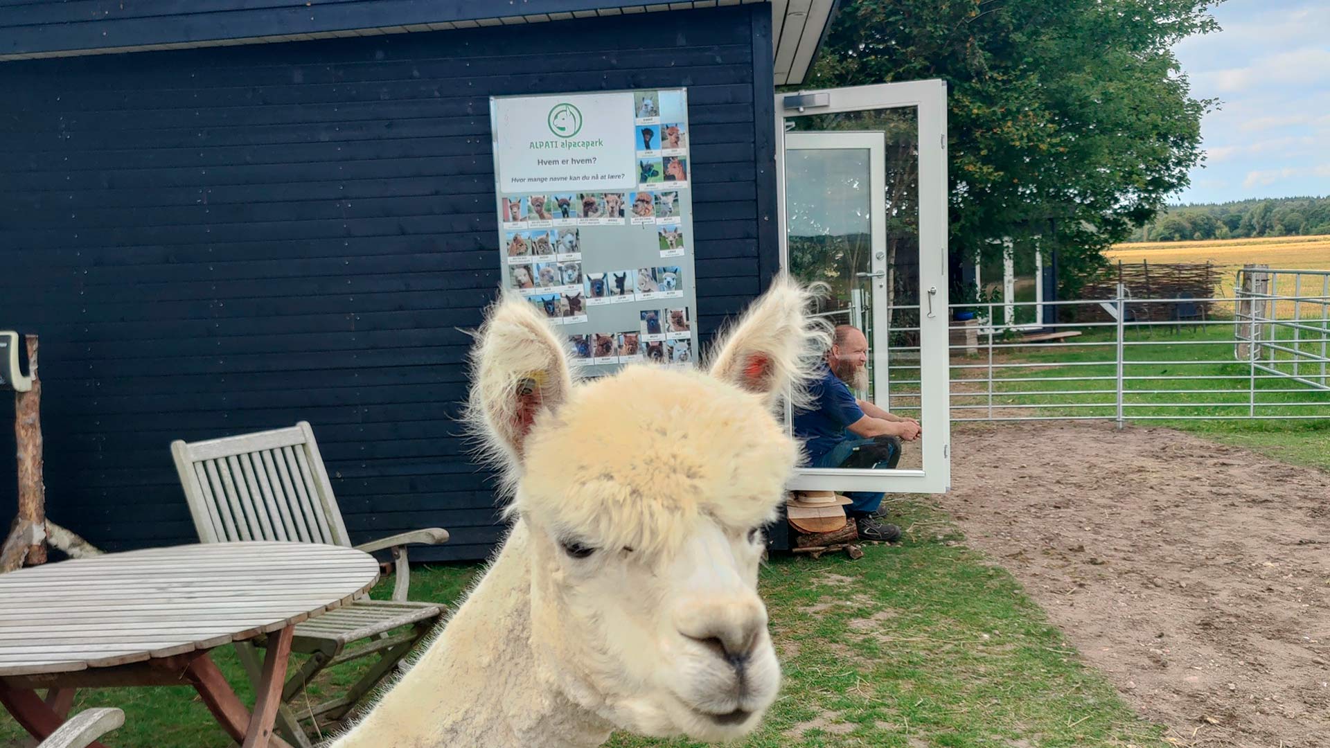 Overnat i et tinyhouse omgivet af dine egne alpacaer, som du kan hænge ud med.