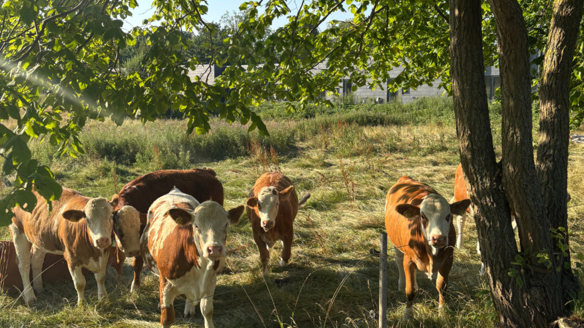 Ubberup Konferencegaard set udefra med den historiske hovedbygning omgivet af grønne omgivelser.