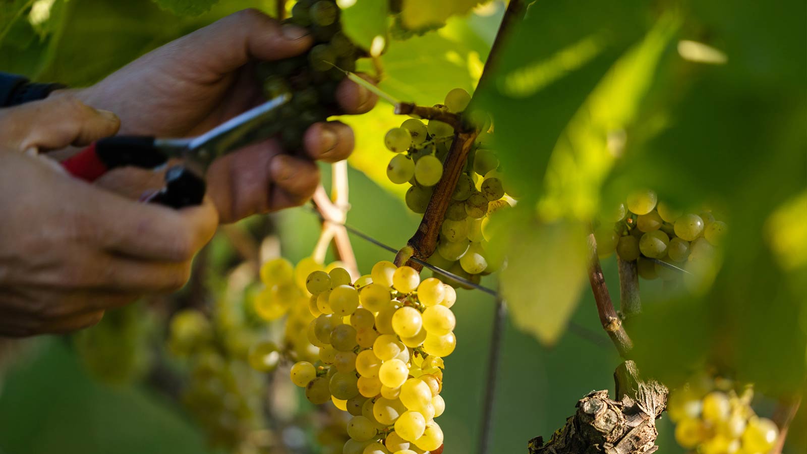 Dyrehøj Vingaard vineyard with rolling vines and views across Sejerø Bay near Kalundborg, Denmark.