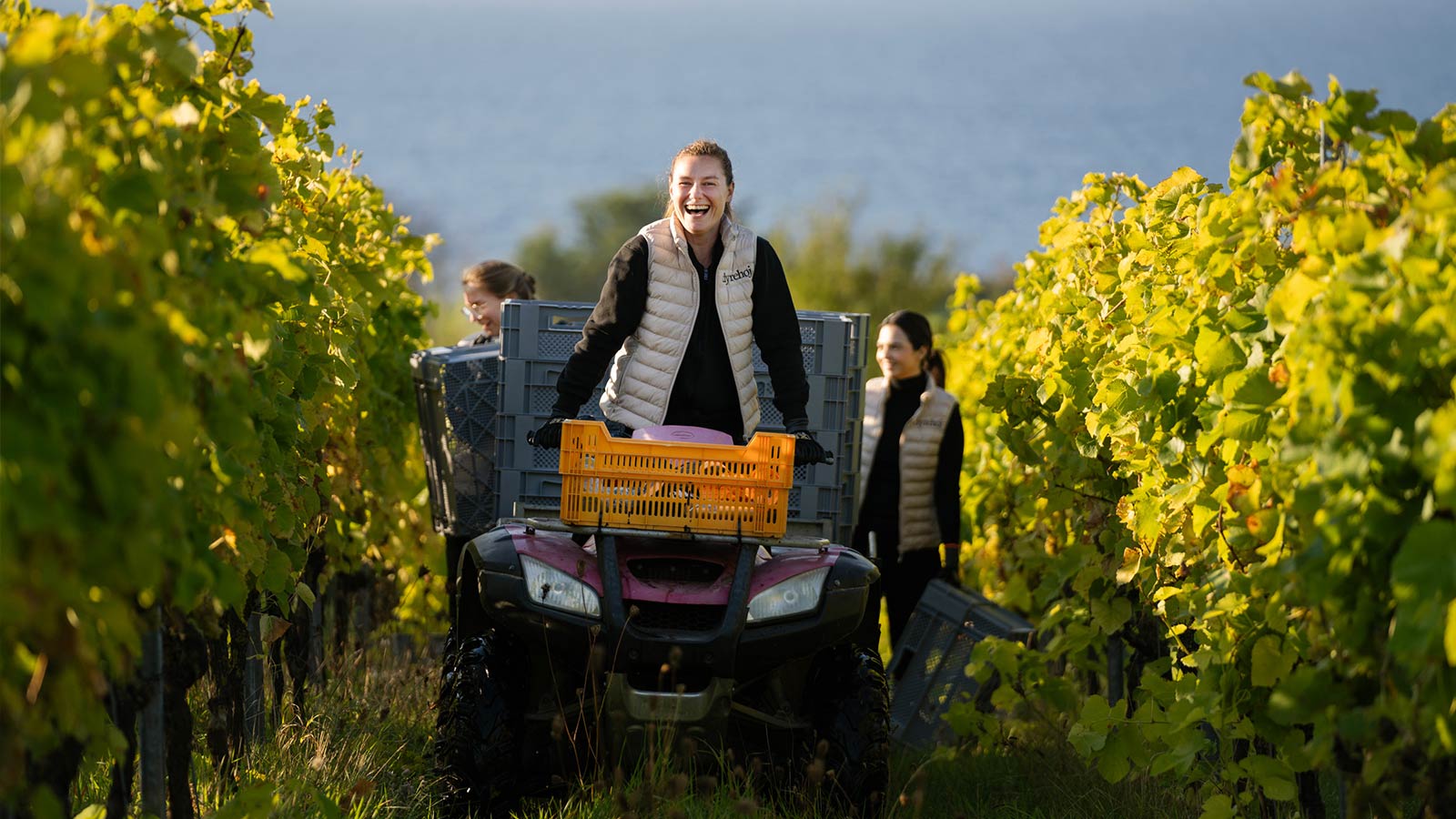 Dyrehøj Vingaard vineyard with rolling vines and views across Sejerø Bay near Kalundborg, Denmark.