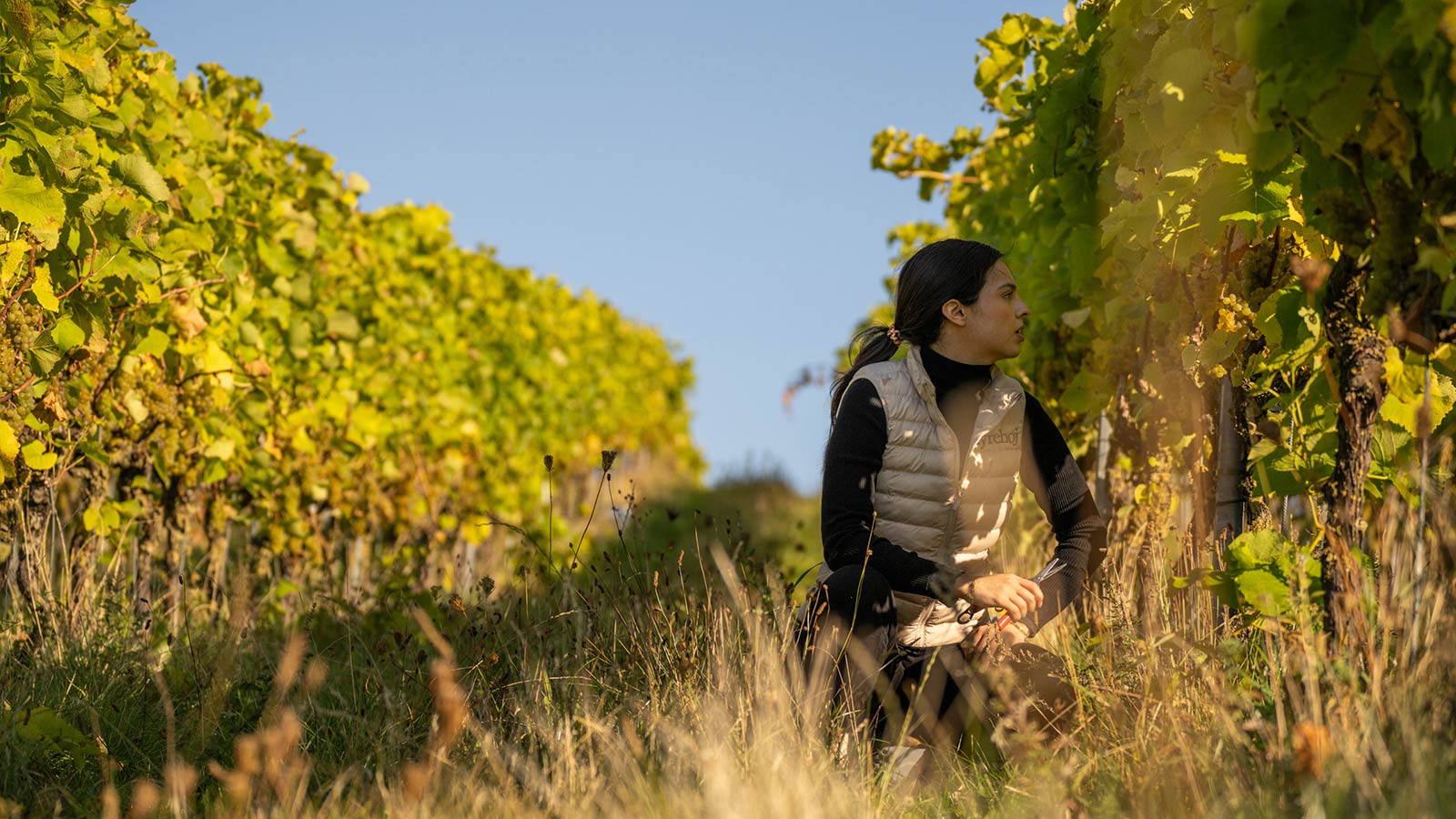 Dyrehøj Vingaard vineyard with rolling vines and views across Sejerø Bay near Kalundborg, Denmark.