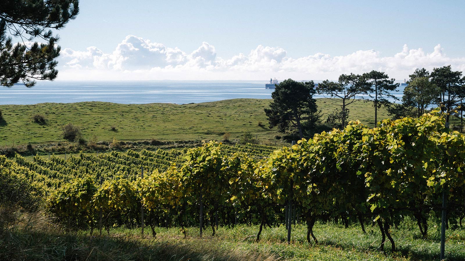 Dyrehøj Vingaard vineyard with rolling vines and views across Sejerø Bay near Kalundborg, Denmark.