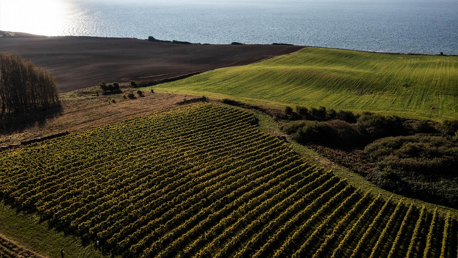 Dyrehøj Vingaard vineyard with rolling vines and views across Sejerø Bay near Kalundborg, Denmark.